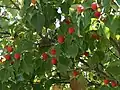 Foliage and fruit