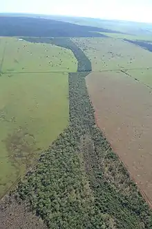 A green forest corridor in Brazil