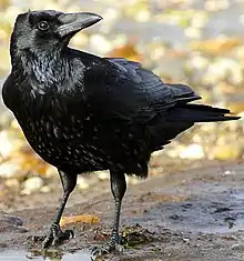 Traditional Animal Nickname: Crows/Corbins