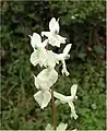 Front-lit inflorescence of white-flowered form.