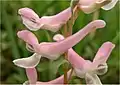 Close-up of flowers of pale pink form in profile.