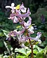 Inflorescence of pink-flowered form, back-lit by bright sunlight, silhouetting structures within flower spurs.