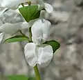 Front view of individual flower of white-flowered form.