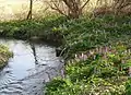 Flowering plants thriving in damp conditions on a stream bank.