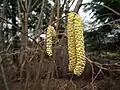 Male catkins