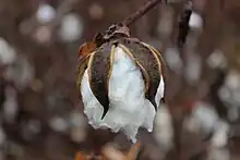 Cotton boll ready for harvest, South Carolina