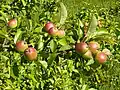 Ripe wild crab apples (Malus sylvestris)