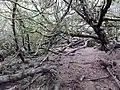 The Craigends Yew with its layering branches.