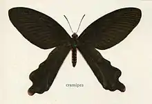 Black windmill(Byasa crassipes)