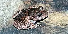 A brown frog with black spots and large eyes