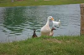 Ducks in the Pond