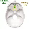 Human skull, superior view. The calvaria is removed.