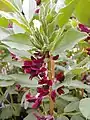 Crimson flowered broad beans