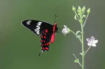 Crimson rose(Pachliopta hector)