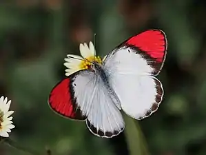 Dorsal view (male)