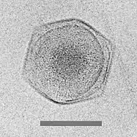 Cryo-electron micrograph of the CroV giant virus scale bar=0.2 µm