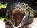 "Smiley", a hybrid crocodile of two species, housed at Cayman Turtle Centre