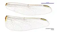 Female wings