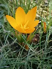 Crocus flavus subsp. flavus