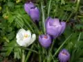 Purple and white Crocus vernus