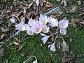 Crocus kotschyanus