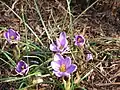 Crocus minimus