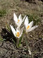 Flowers of Crocus reticulatus