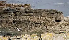 Cross-bedding in Middle Old Red Sandstone on Bressay