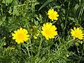 Crown daisies in blossom (Israel)