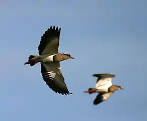 Crowned lapwings in flight