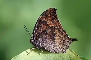 A. t. cubana, underside