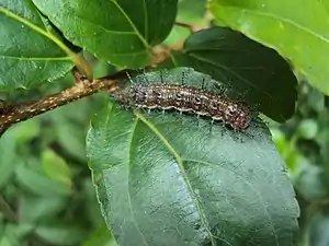 Larva