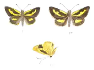 Illustration