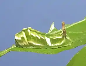 Larva