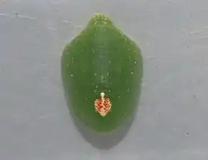 Pupa