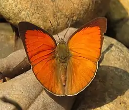 Dorsal view (male)