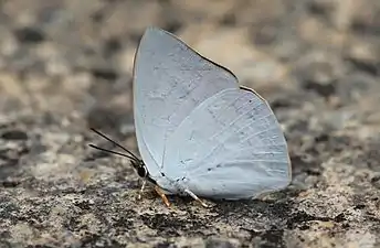 Ventral view