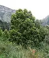 A medium-sized specimen growing in Cape Town.