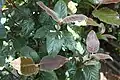 Detail of leaves.