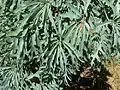 Close-up of foliage