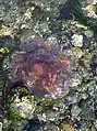 Small, dead lion's mane jelly washing up on the beach