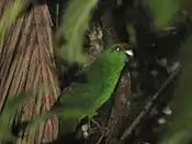 Norfolk parakeet