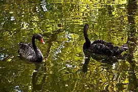 Black Swans