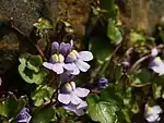 a flowering plant on a wall