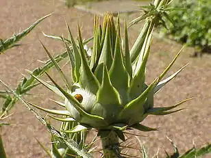 Inflorescence bud