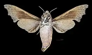 Female, ventral view