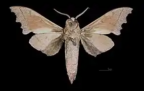 Male, ventral view