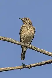 juvenile