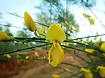 Cytisus grandiflorus in Loulé, Portugal