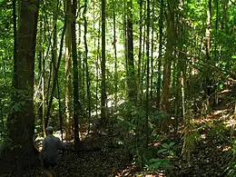 Daintree Rainforest, 2011